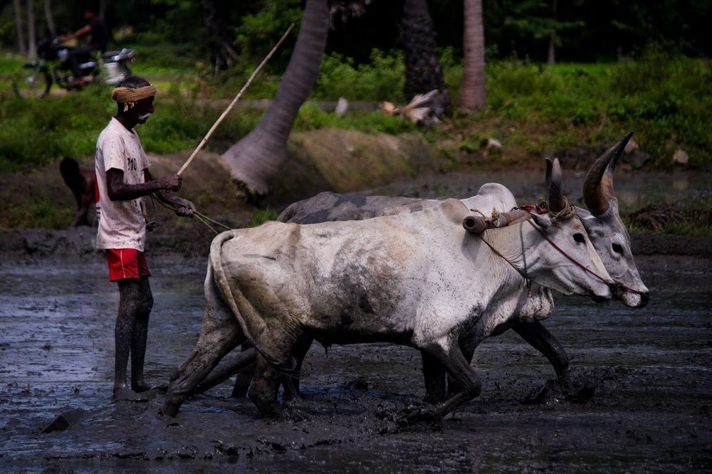 Photograph by Venki Venkatesh