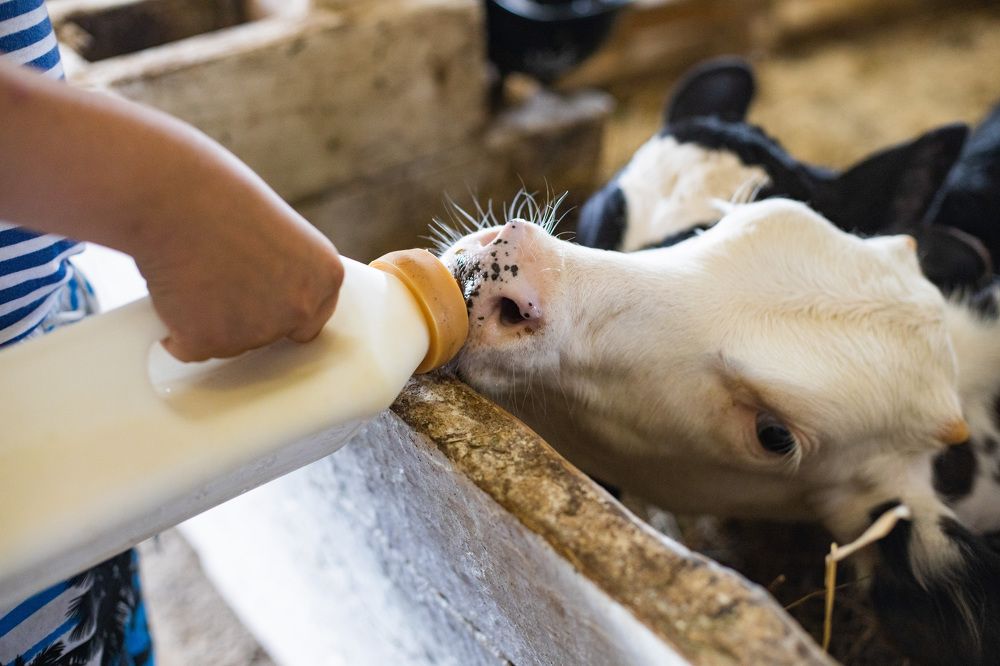 Photograph by Ольга Левакова