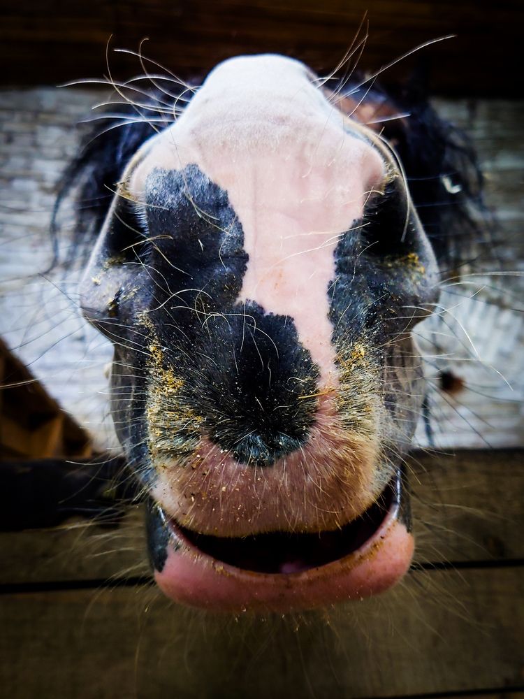 Фотография автора Elena Ku