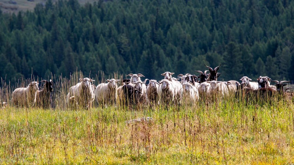 Photograph by Елена Данченко