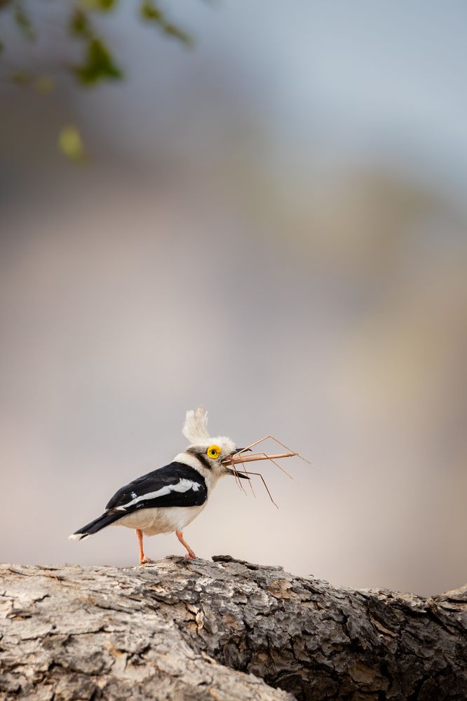 Photograph by Ricardo Ferreira