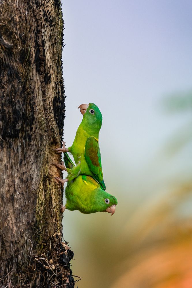 Photograph by Ricardo Ferreira