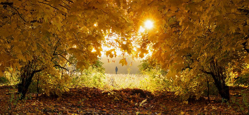 ЖЕЛТОЕ  ОДИНОЧЕСТВО