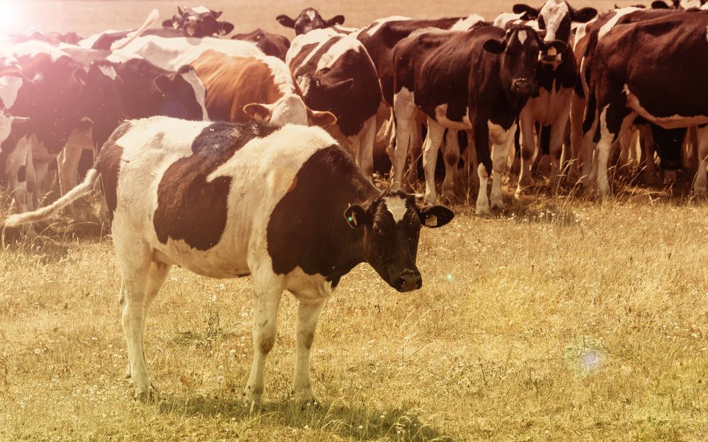 Photograph by Ольга Левакова