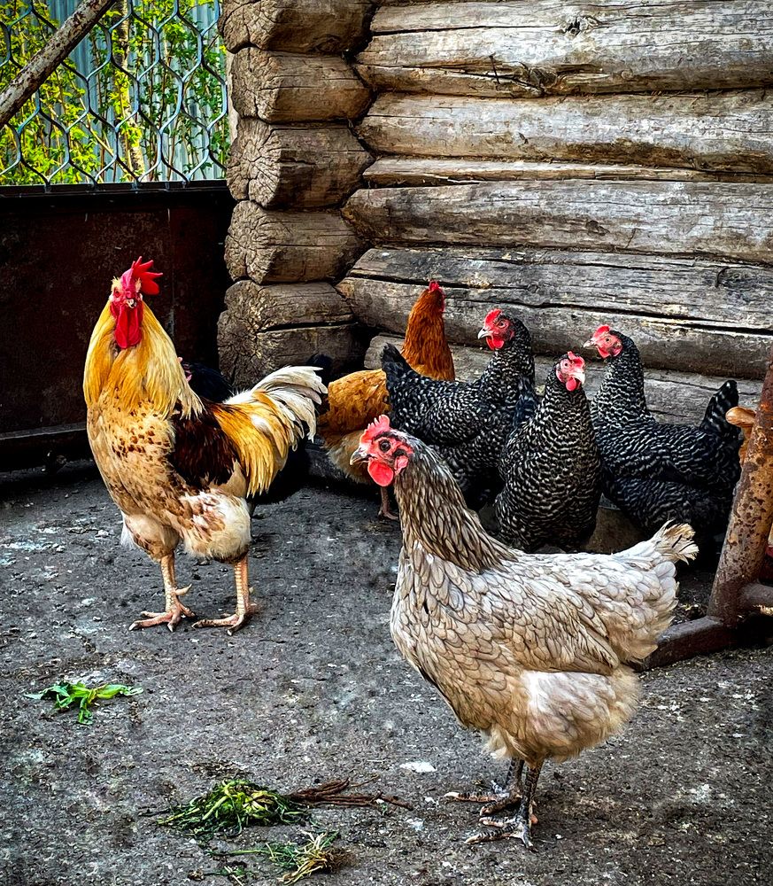 Фотография автора Рамзия Хисамутдинова