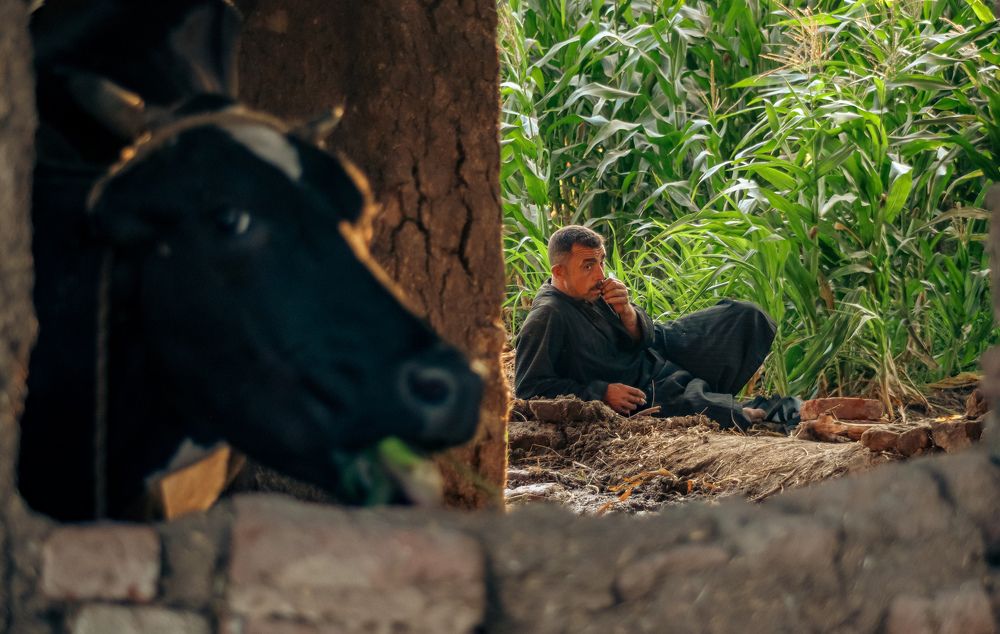 Photograph by Motaz Gohar