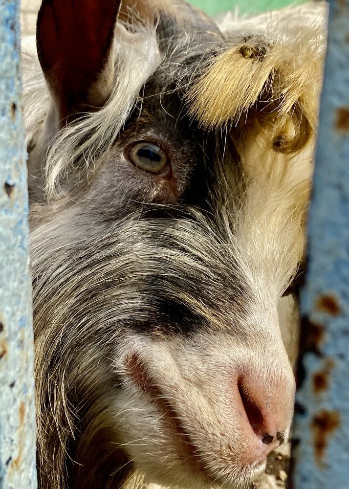 Фотография автора ГУЗАЛИЯ ГАНИЕВА