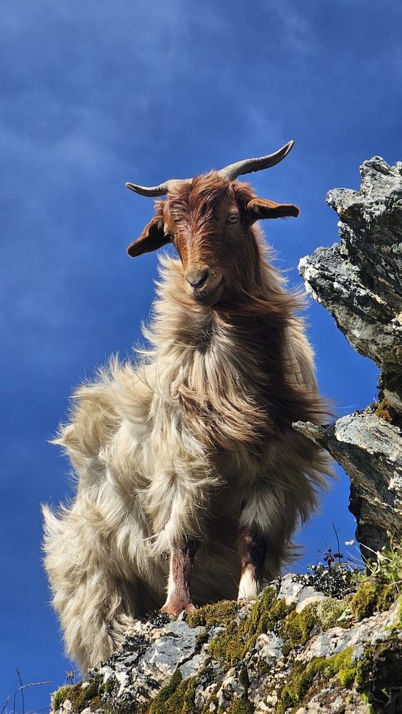 Goat