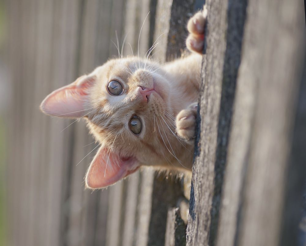 Photograph by Александр Гвоздь