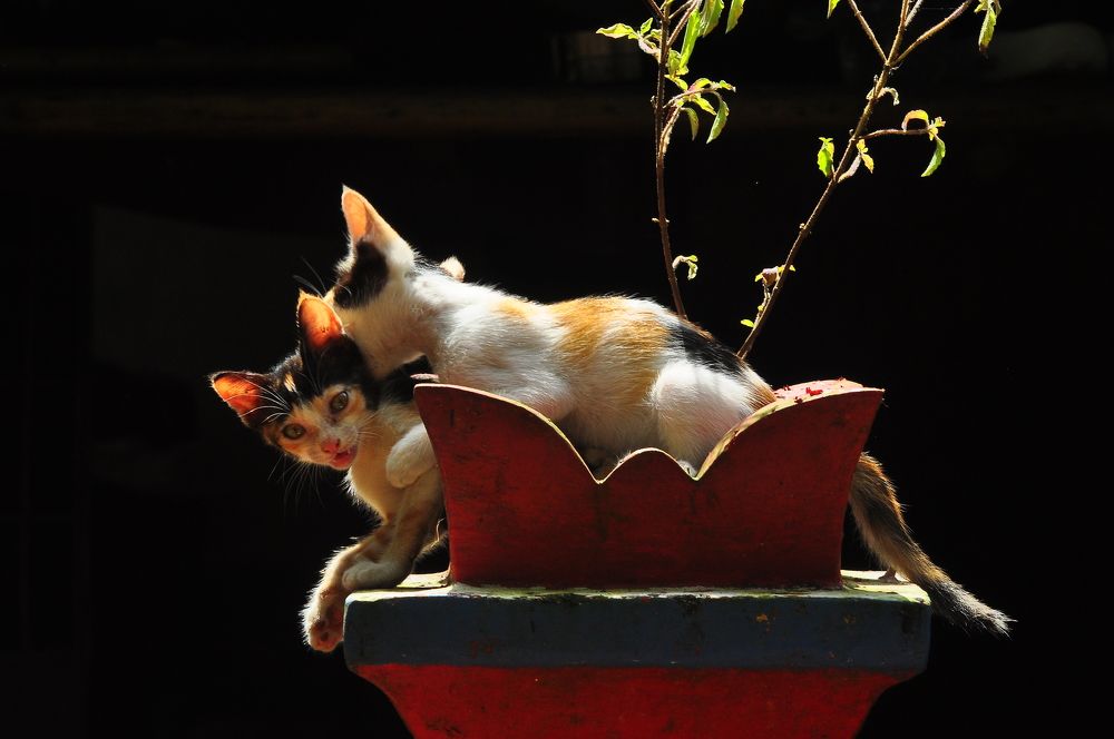 Photograph by B.KUSHA KUMAR Kumar