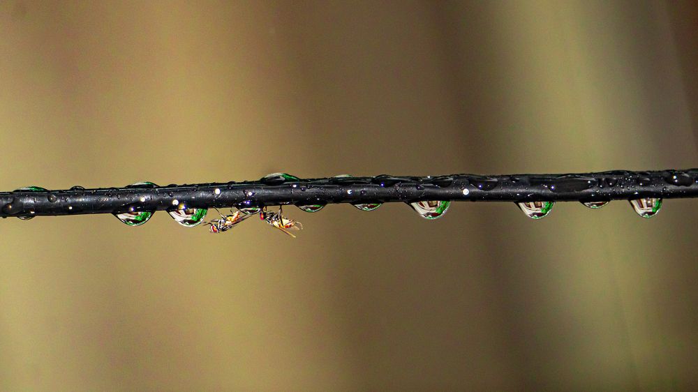 Фотография автора savitri Rawat