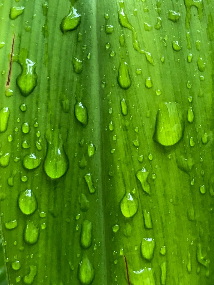 Фотография автора savitri Rawat