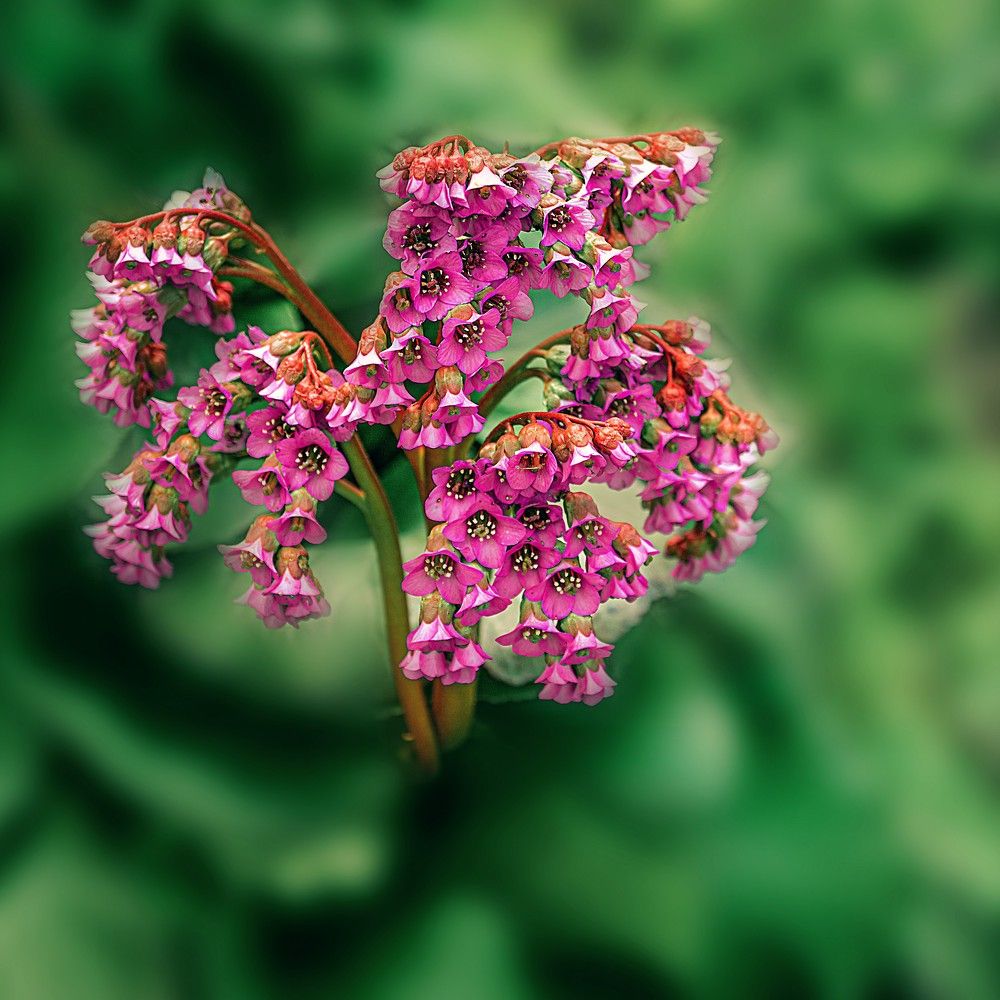 Photograph by Людмила ЧЕРНИКОВА