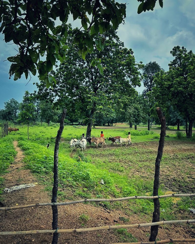 Village style Farming