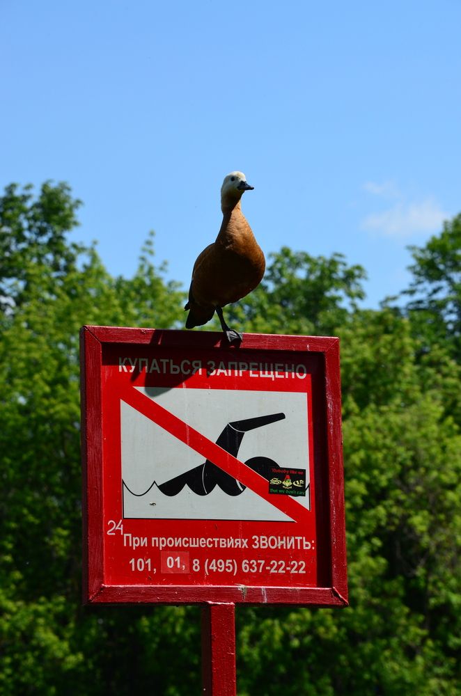 Photograph by Юрий Курынов