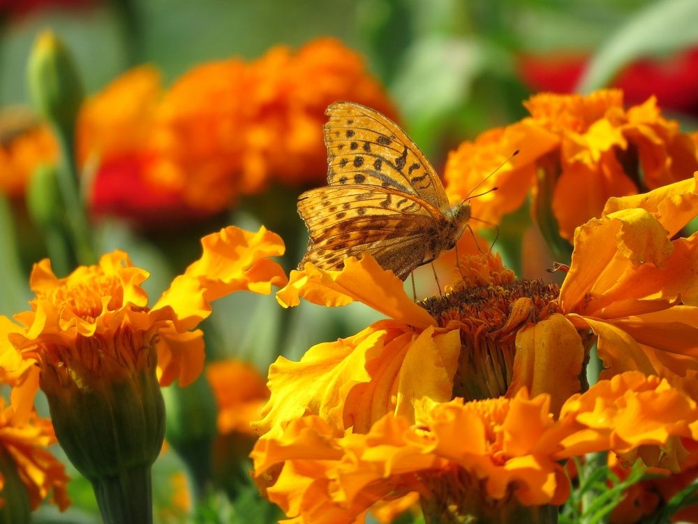 Перламутровка большая