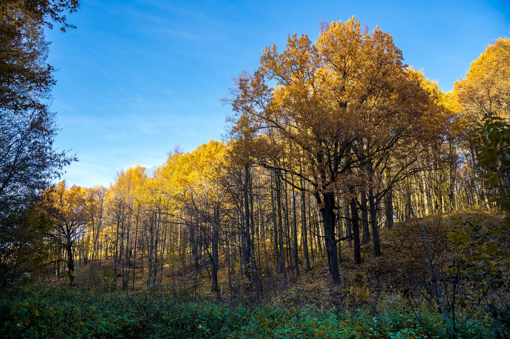 Фотография автора Василиса Новикова