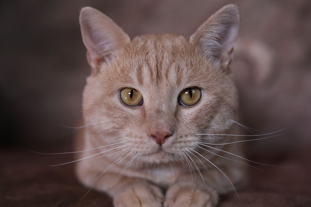 Photograph by Татьяна Скворцова