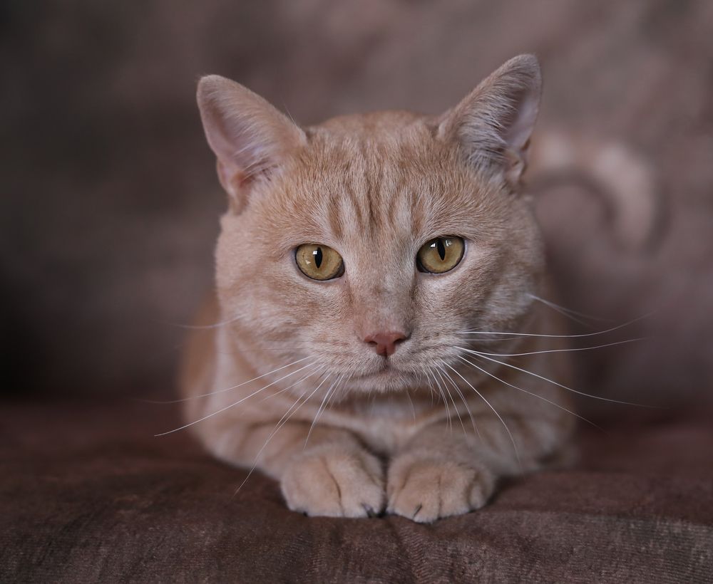 Photograph by Татьяна Скворцова