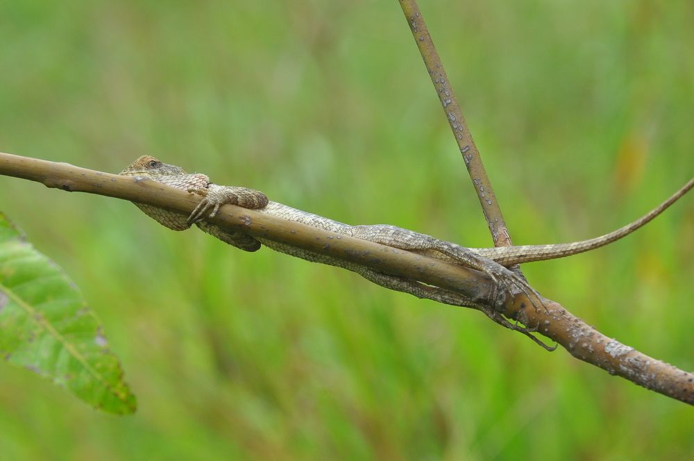 Photograph by B.KUSHA KUMAR Kumar