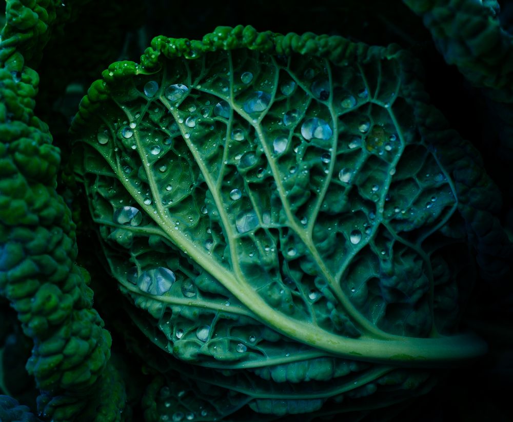 Photograph by Елена Куртеева