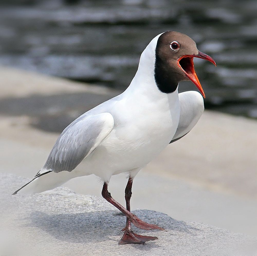 Photograph by Любовь Саханова