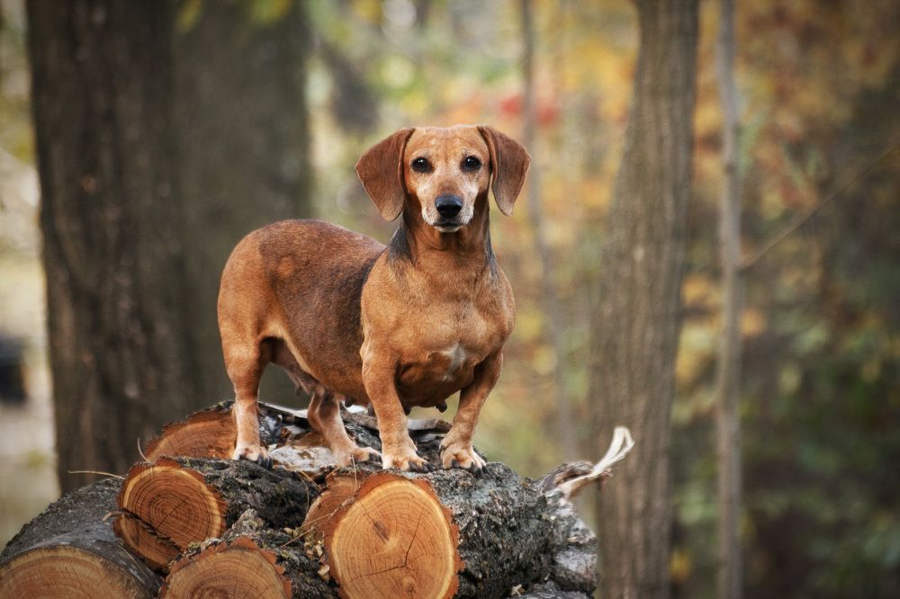 Photograph by Ольга Сельницына