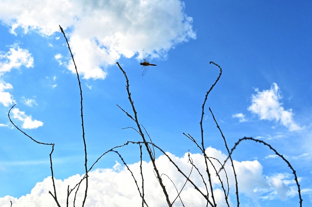 Photograph by SRIMANTA RAY