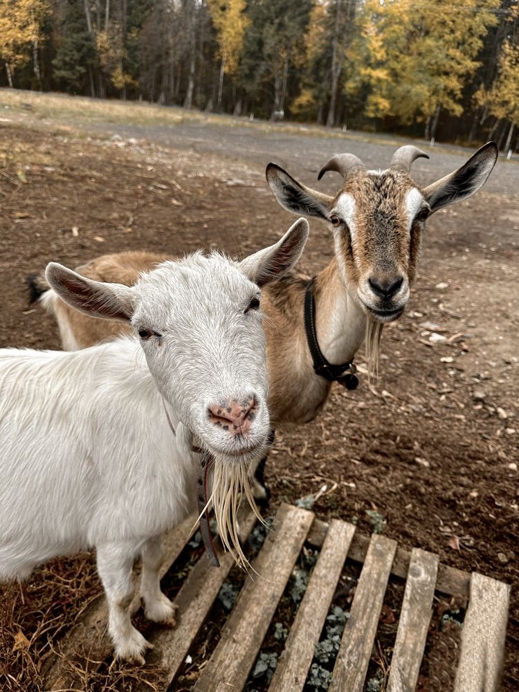 Photograph by Гуляева Светлана