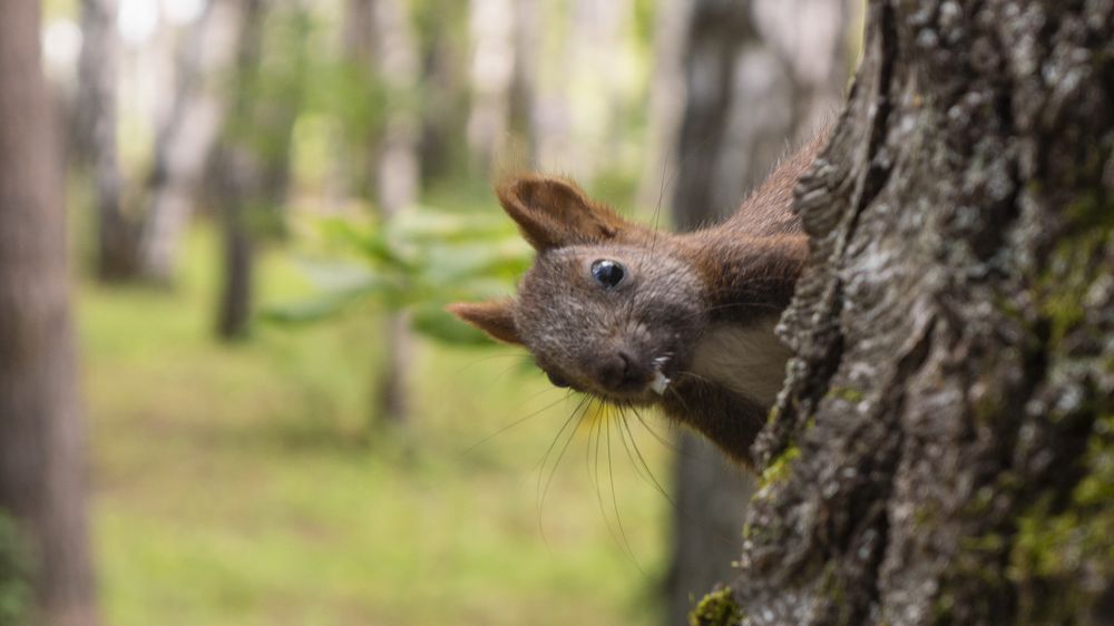 Photograph by Савенко Кирилл