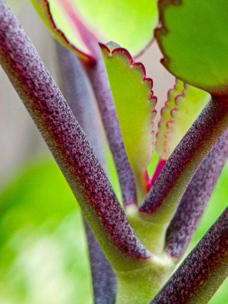 Photograph by Sanchari Nag