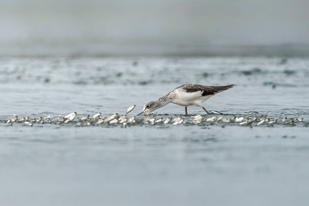 Photograph by Mohidul Islam