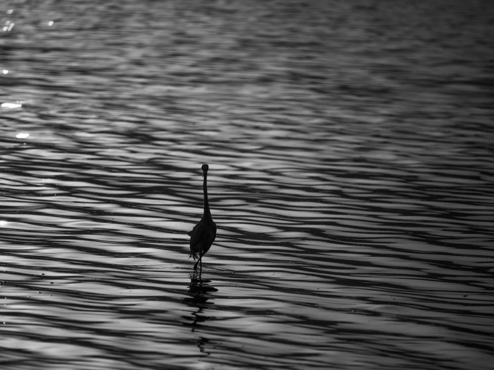 Photograph by Santosh kumar B