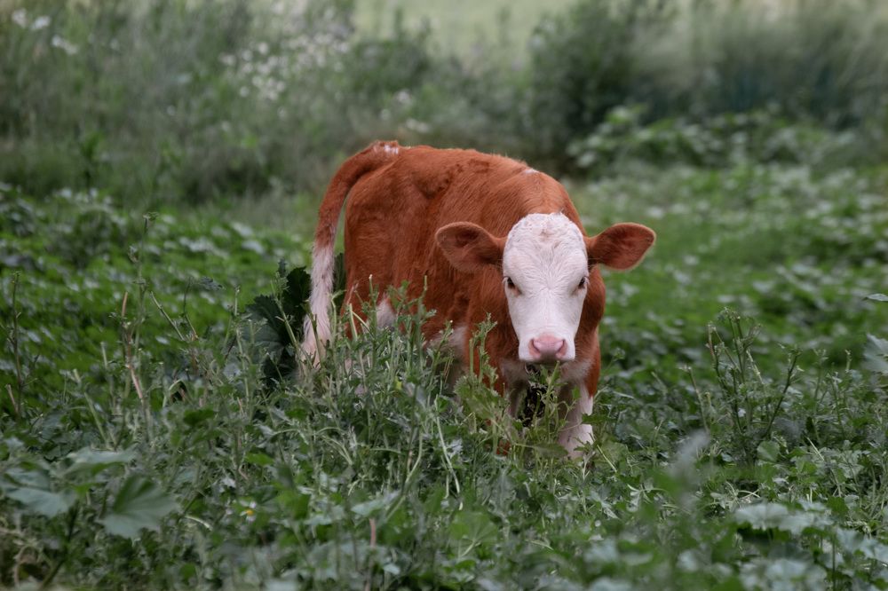 Photograph by Наталья Зверева