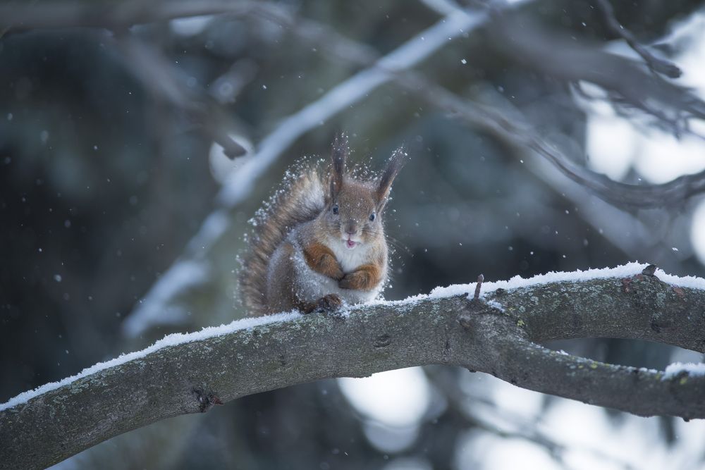 Photograph by Олеся