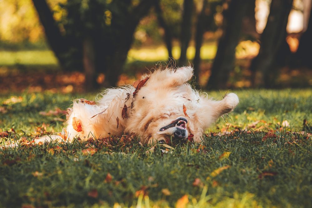 Собачье счастье