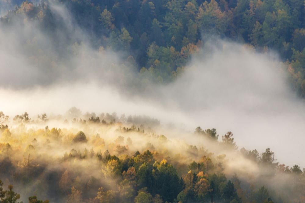 Утренний лес