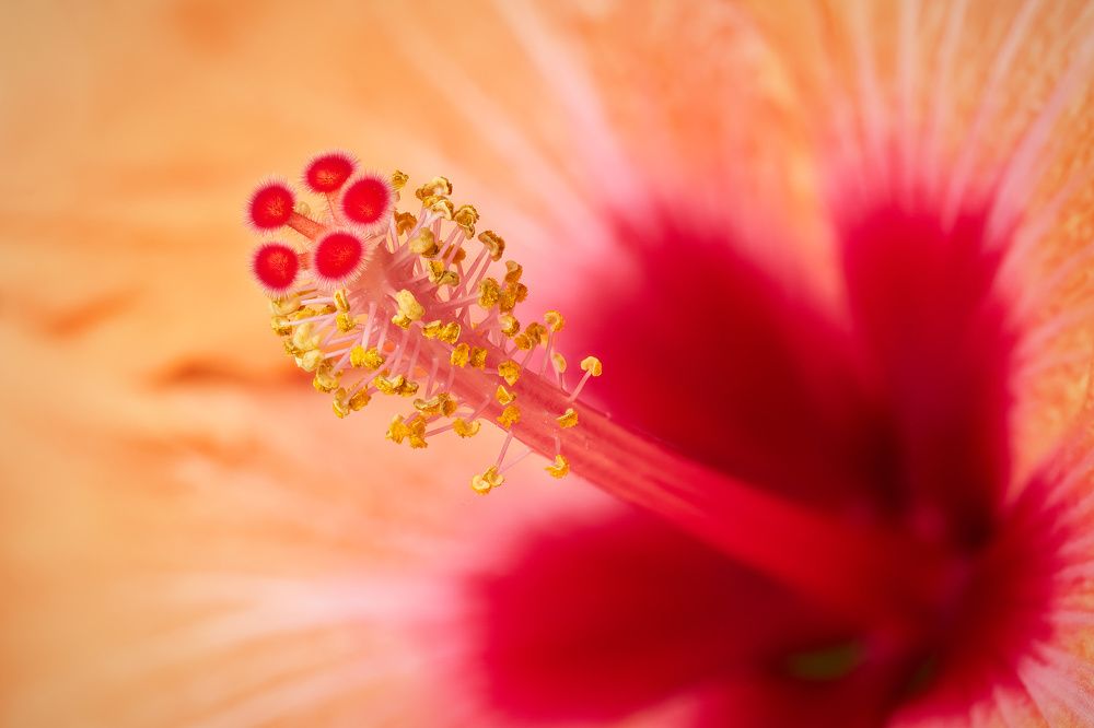 Photograph by Anatoli Weingart