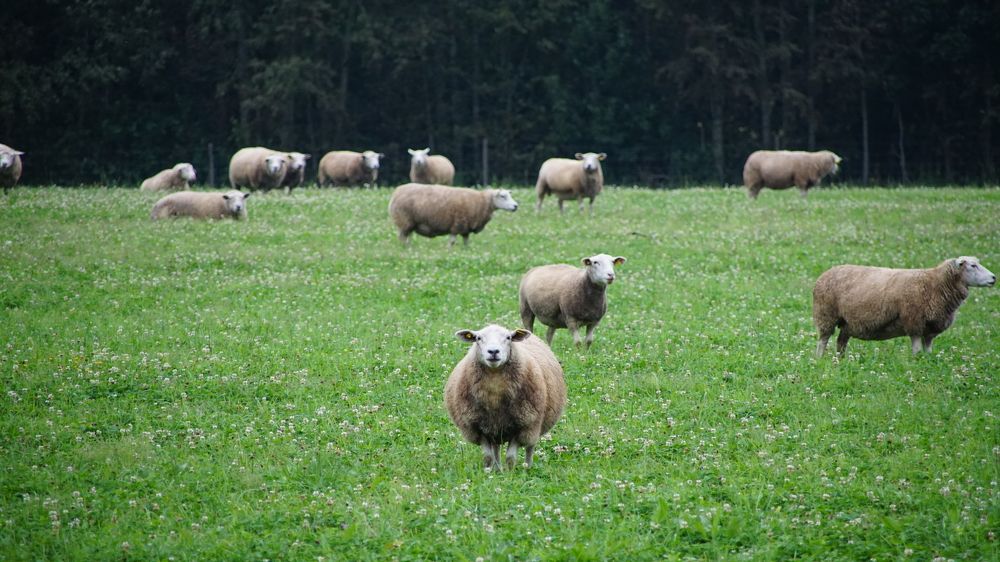 Photograph by Toomas Tõnisalu