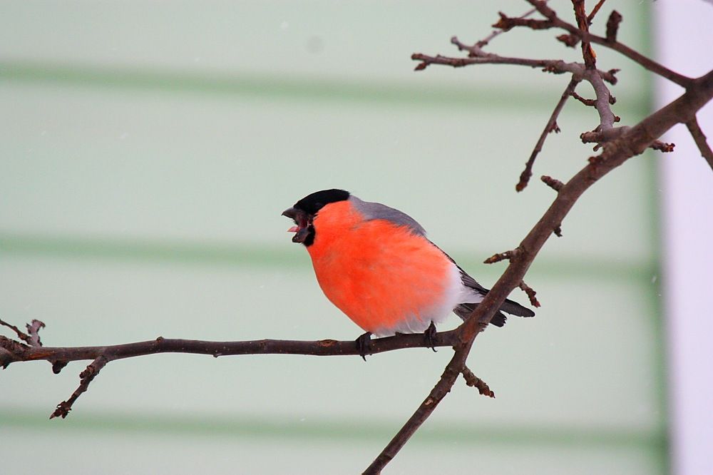Осторожно! Злой снегирь!