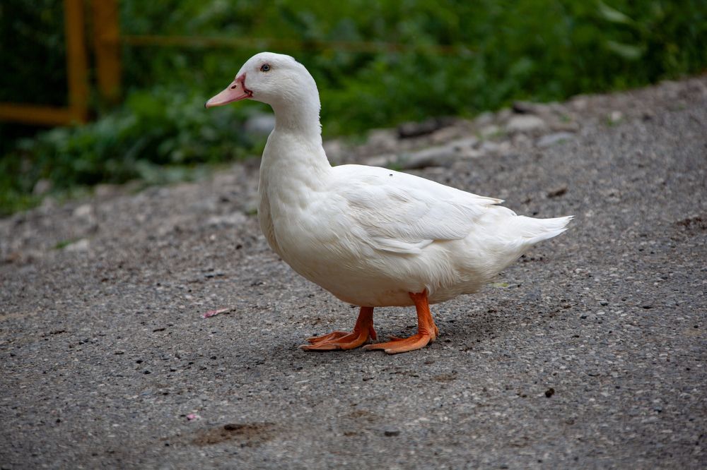 Photograph by Виталий Маслов