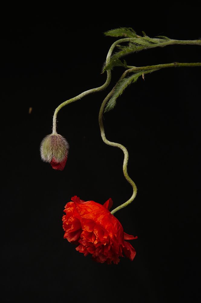 Фотография автора Марина Красовская