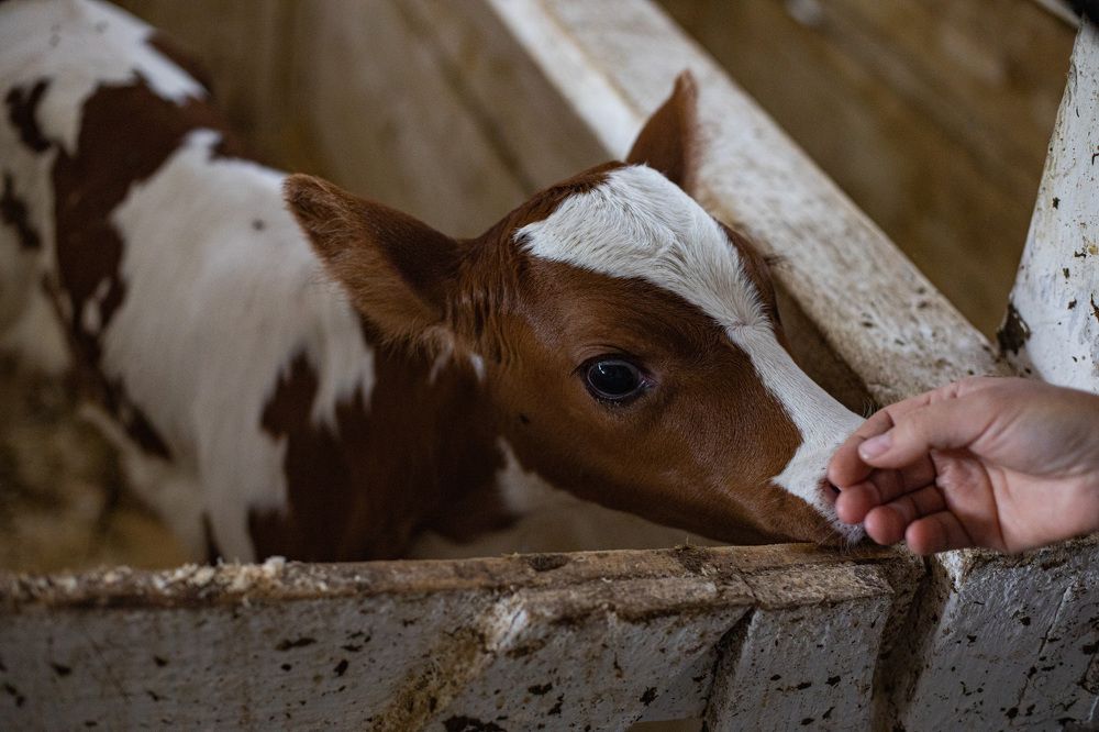 Photograph by Ольга Левакова