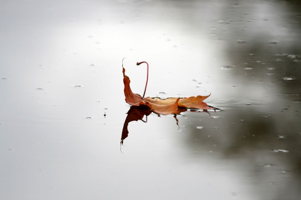 Photograph by елена