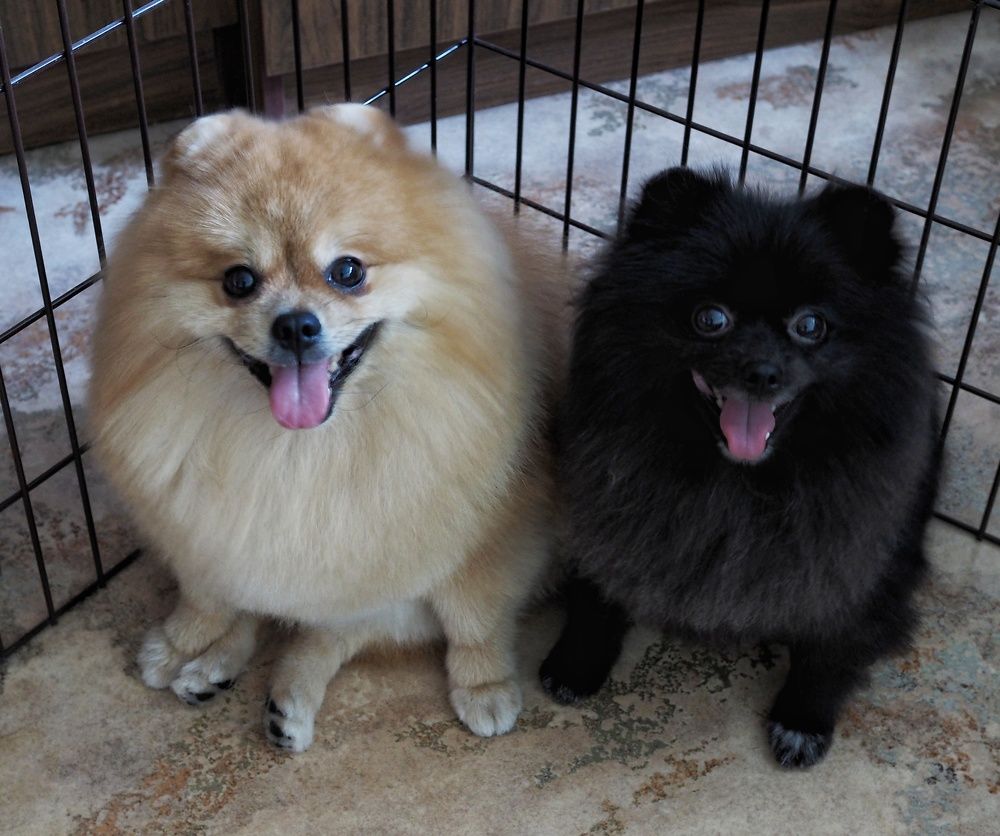 Сладкая парочка