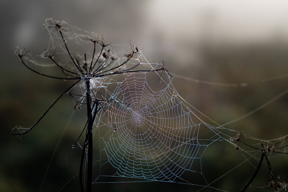 Photograph by Николай Фонарёв