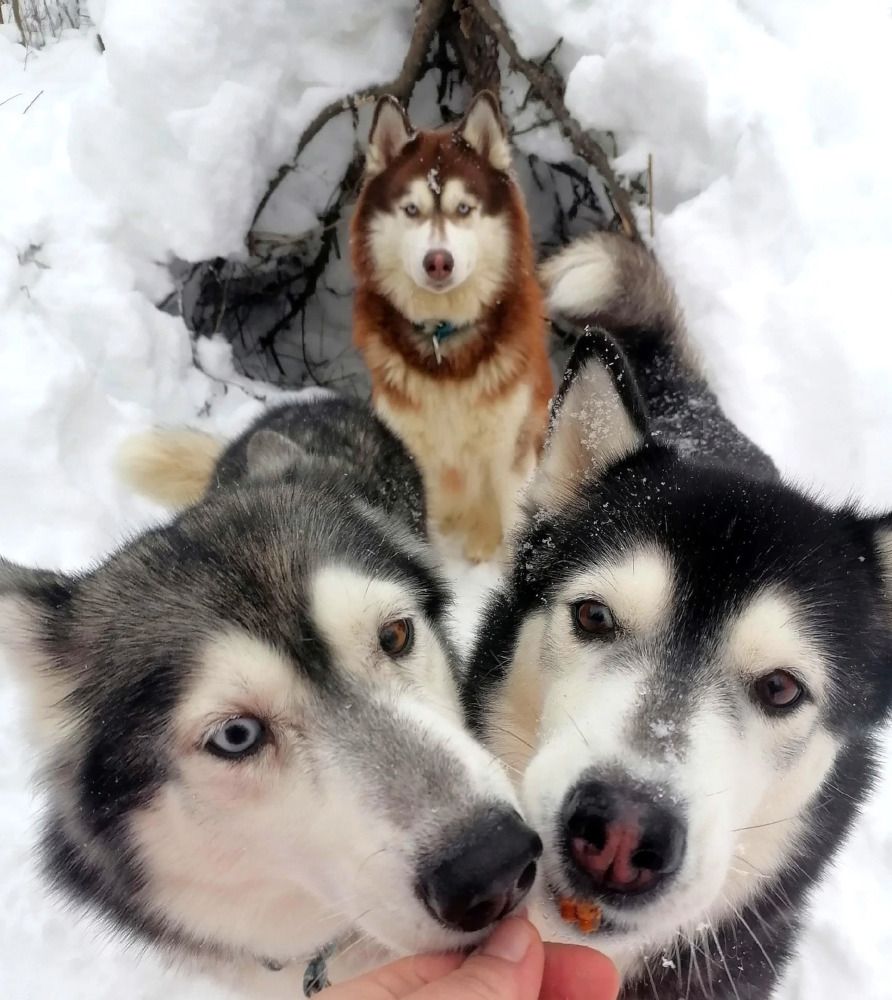 Photograph by Елена