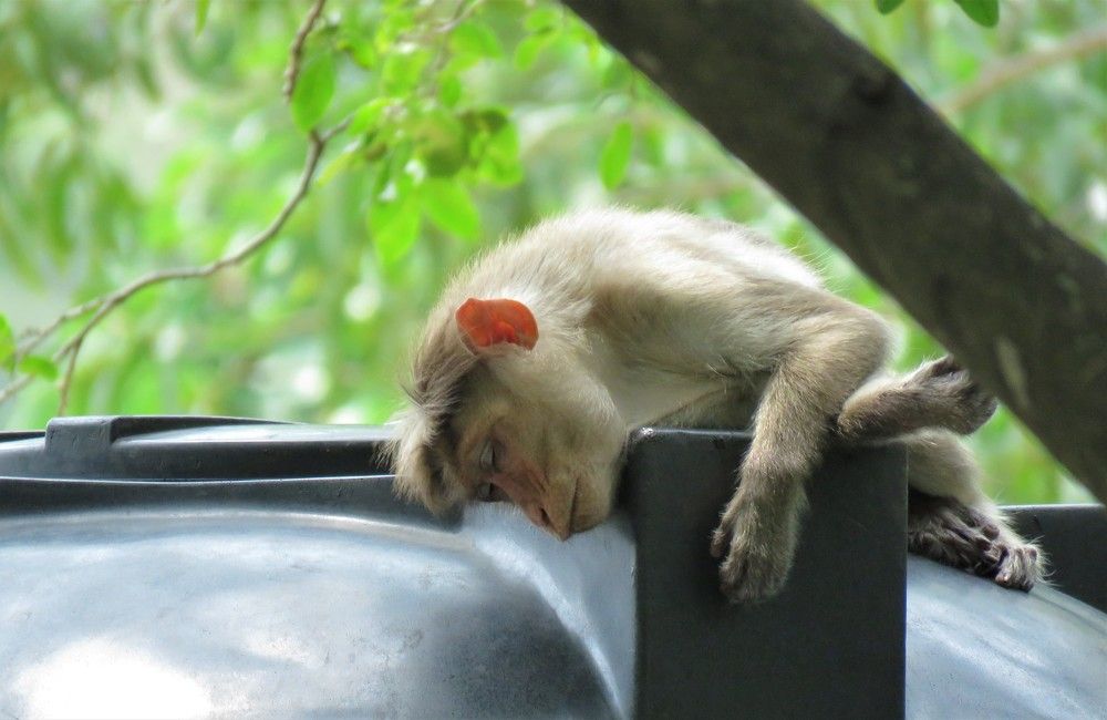 Rhesus Macaque sleeps on his unusual bed