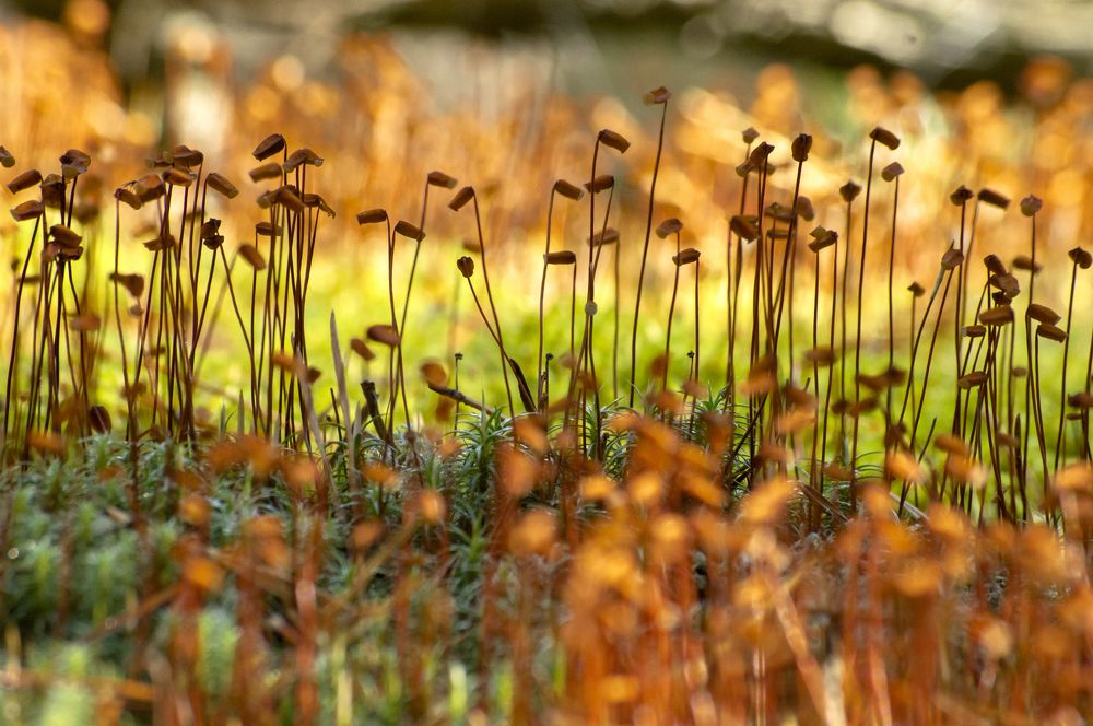 Photograph by Елена Кошелева