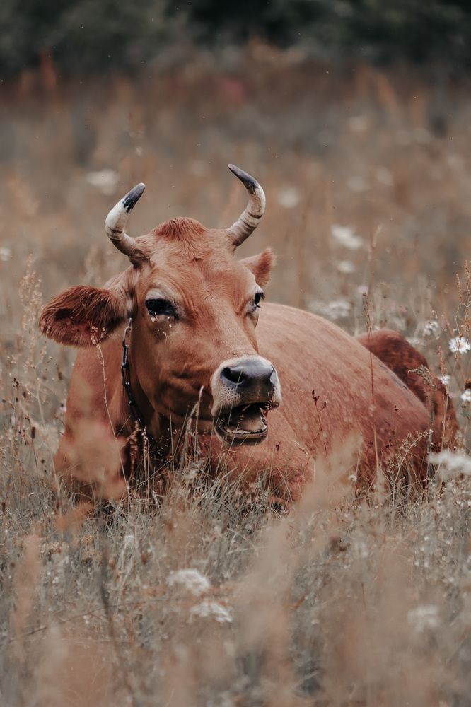 Фотография автора Олеся Шипихина